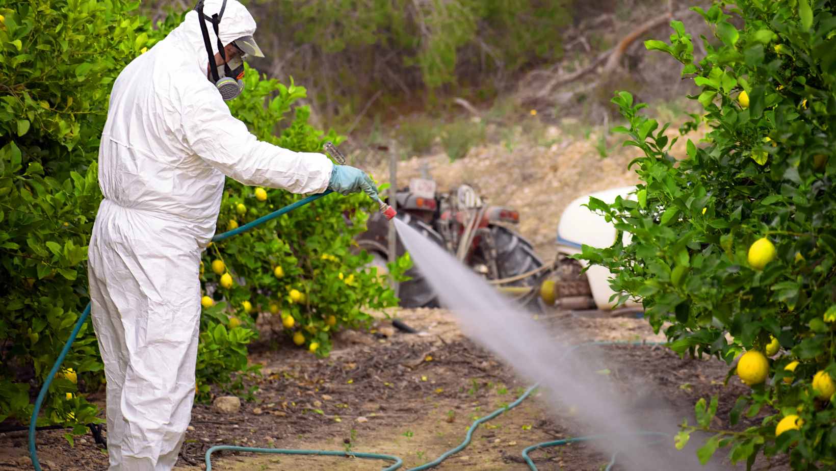 Read more about the article The Bottom 5 Fertilizers For Lemon Trees