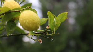 Read more about the article The Best Ways to Keep Meyer Lemon Trees Warm in Winter
